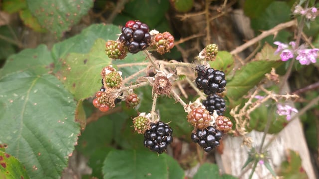 Blackberries an important part of native biodiversity