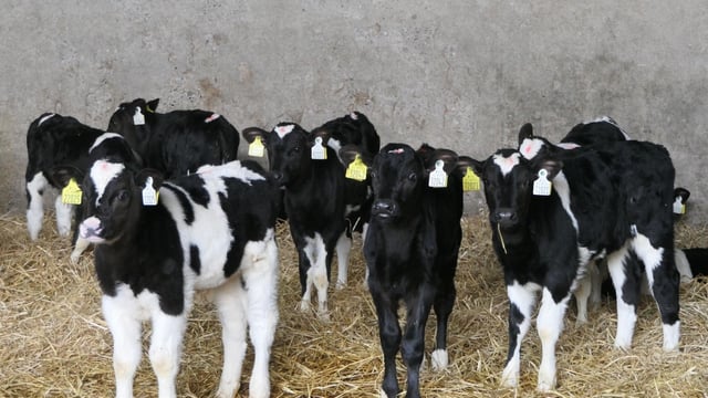 Dairy advice: Minimising abomasal bloat in calves