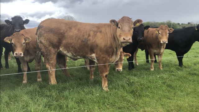 BCR scheme sees almost 8,000 NI farms receive £19.8m