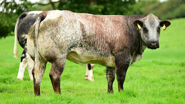 Victoria Farms timed auction and open day set for next weekend