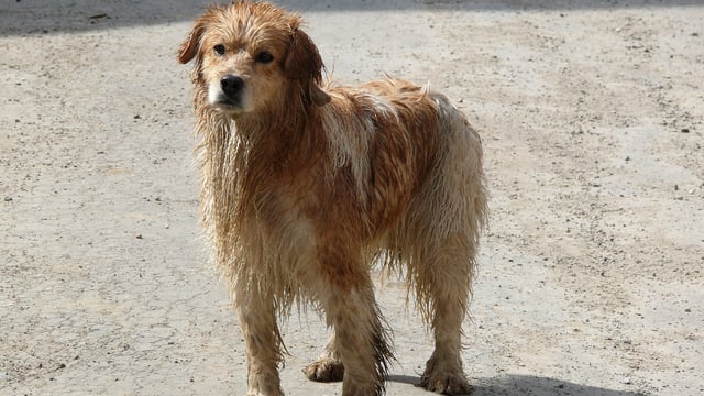 New govt aims to increase number of dog wardens nationwide