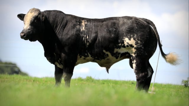 Hybrid bulls hit €5,300 in Tateetra timed online auction