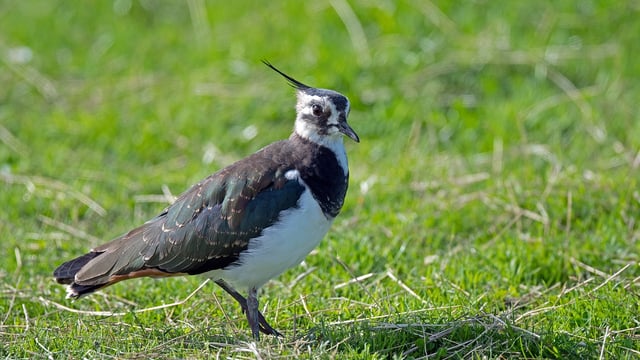 Rare bird makes return to designated peatland site