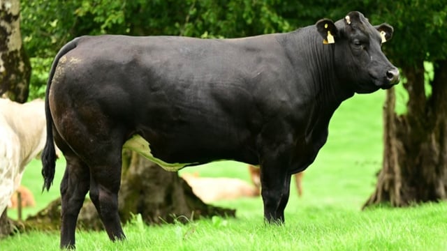 Young farmers bid big at Victoria Farms heifer sale