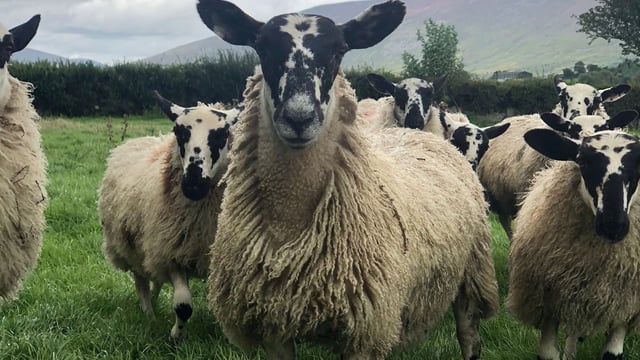 Southeast Mule Breeders to hold 2023 show and sale