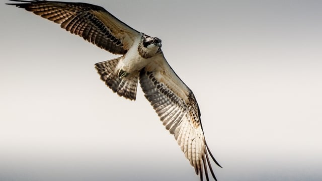 Ospreys breed in Ireland for first time in over 200 years