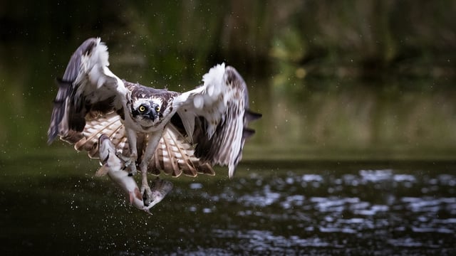 19 osprey chicks arrive in Ireland to be released as part of reintroduction programme