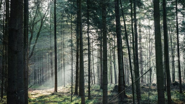 Private forestry sector 'unites' to highlight policy issues