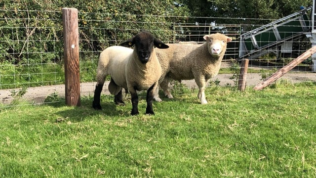 Getting a genotyped ram in the first three years of the SIS