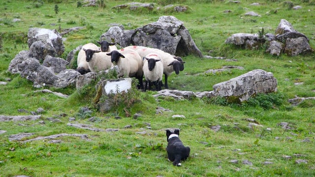 $1.7m to improve breeding of New Zealand farm dogs
