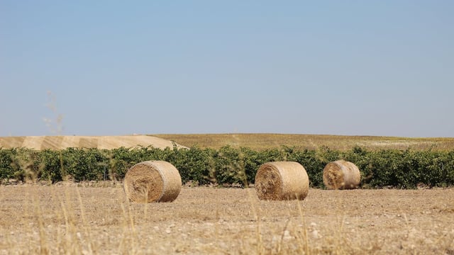 Farmer donates 10 bales to charity for auction