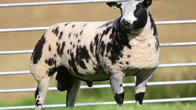 Dutch Spotted ram lamb fetches £20,000 for NI breeder