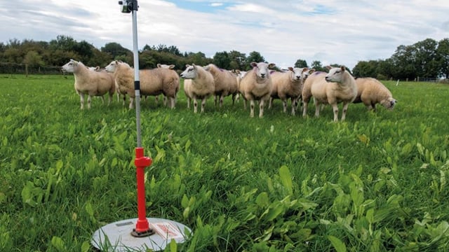 Sheep advice: Earlier slaughter weights on a mixed sward