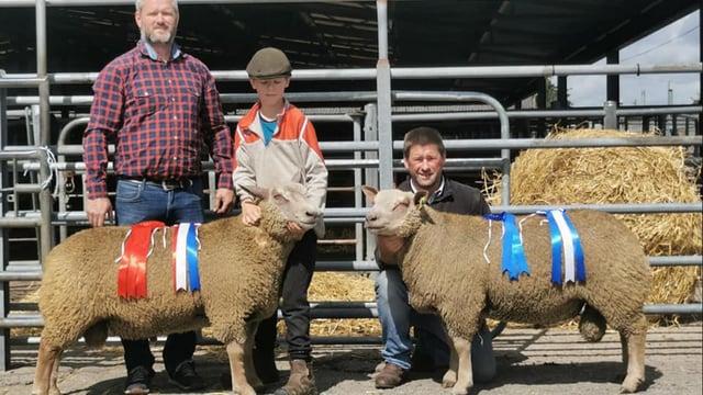 Charollais ram sales set for Tullow and Roscommon this Saturday