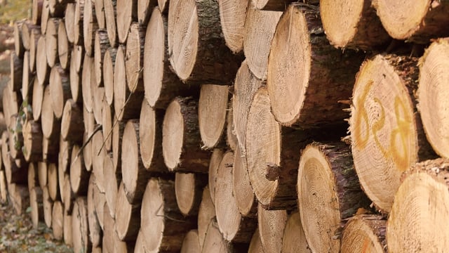 'A lot of ambiguity' about new Forestry Programme - Kerrane
