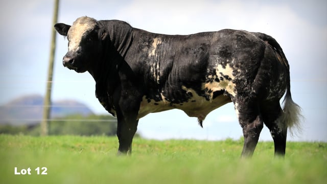 Tateetra sale of 12 hybrid bulls set for this weekend