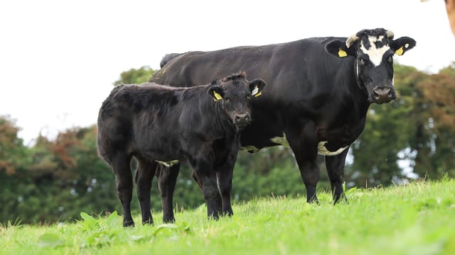 Dispersal sale of 'top' suckler herd set for Carnew tomorrow