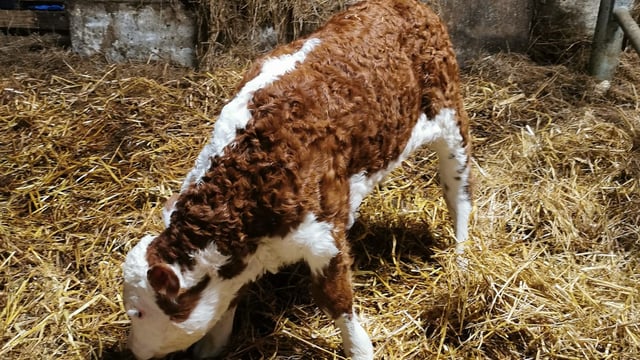 40-year-old straws used to sire calves on Tipperary farm