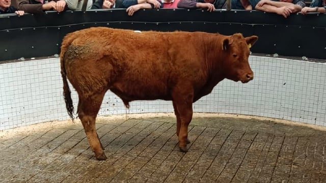 Average weanling bull price up 40c/kg at Ballinrobe Mart