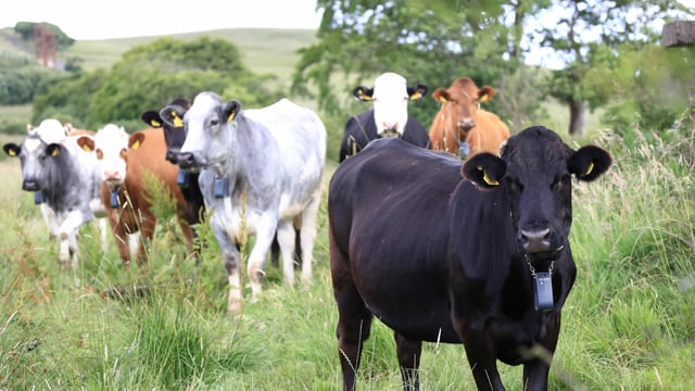 Cattle with collars are a 'game changer' in the Belfast hills