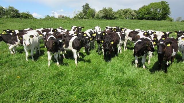 How to combat summer scour syndrome in your calves