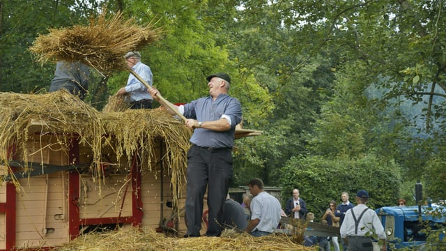 Traditional Harvest Day returns to Bunratty tomorrow