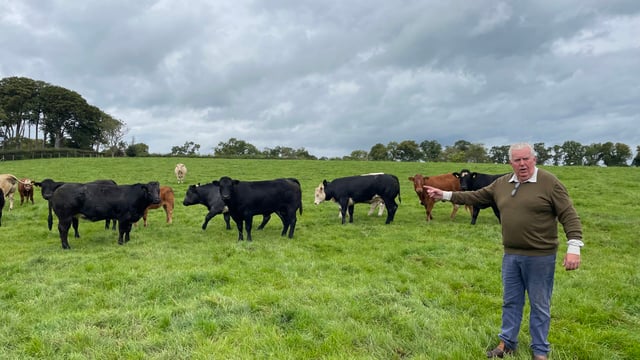 From furnishing cruise-ships to breeding beef cattle in Ballyward
