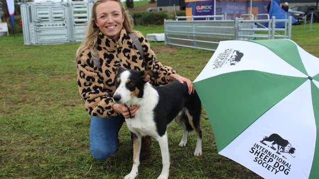 World Sheepdog Trials  underway in Down