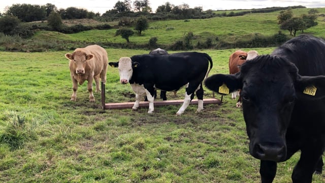 Factory quotes: Beef trade remaining positive this week
