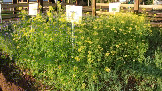 The role of cover crops in tillage systems