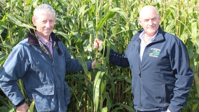 Forage maize being delivered into yards for €70-75/t