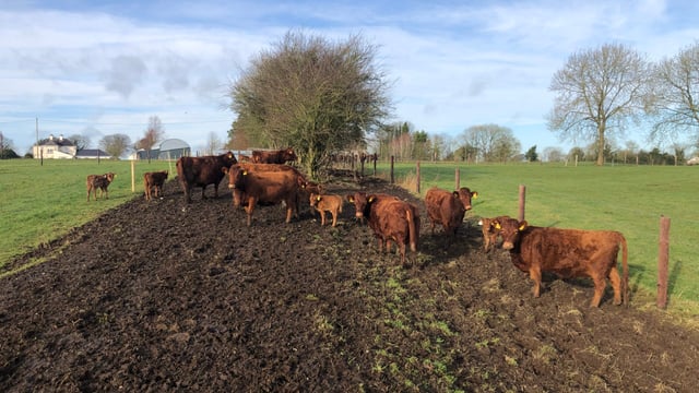 Inaugural Dexter show and sale set for Gort next month