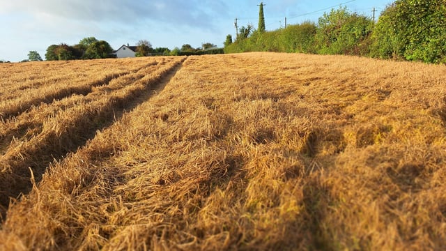 Spring barley crops in east Donegal starting to lie