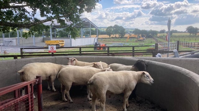 Sheep advice: Reducing workloads with a sheep handling unit