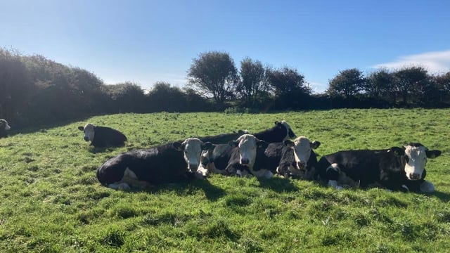 Beef kill: Highest weekly throughput of steers so far this year