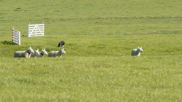 Watch: 2023 International Sheepdog Trials a 'huge event' for Wicklow