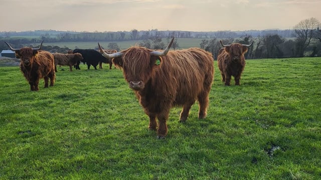 Highland cattle reduction sale kicks off today