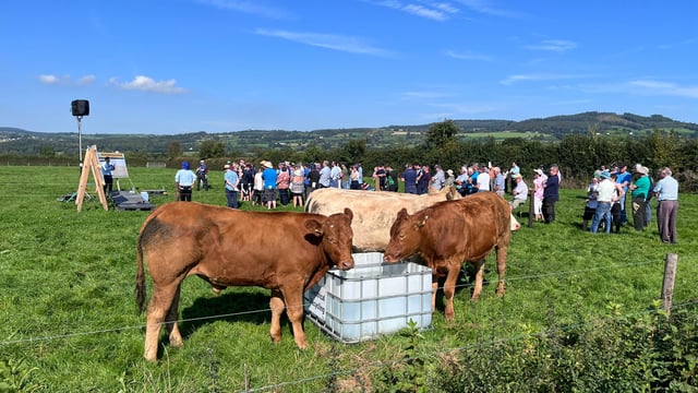 Table: Cost analysis on buying cattle to finish next Autumn
