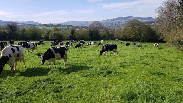 Dairy farmers face 'large drop in income' warns Arthur