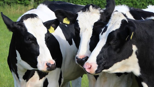 Kerry suppliers receive 'Milk Supply Agreement Fund' payments