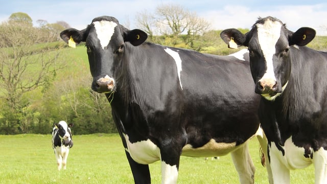 3 more cases of bluetongue confirmed in cattle in Kent