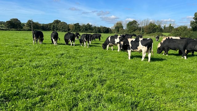 Dairy breeding for beef feeding: Planning for spring grass