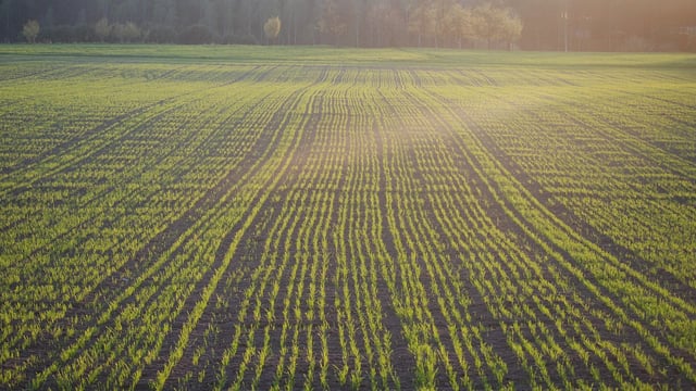 FAO Food Price Index: Cereal and dairy prices rise in May