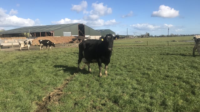 Farm walk: Breeding a balanced herd in Louth