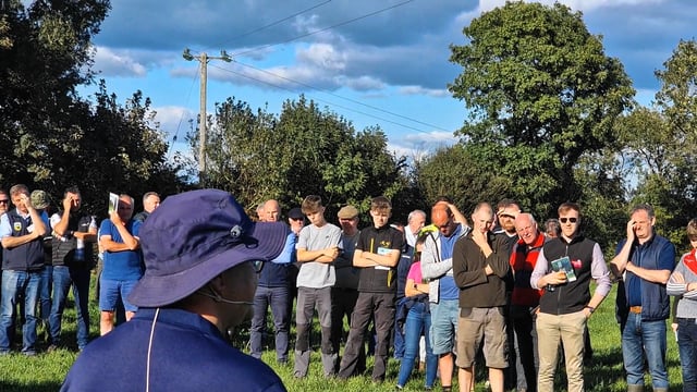 Combining tillage and dairy calf-to-beef system in Cork