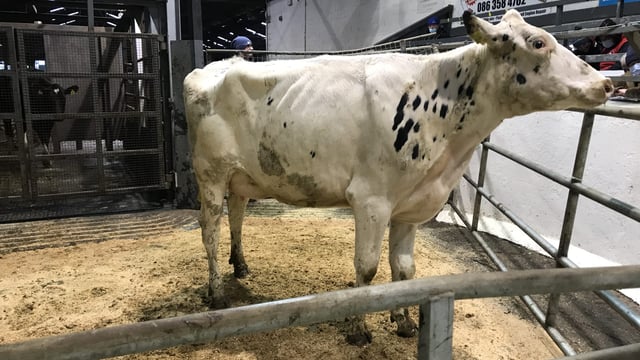 Freshly calved stock in demand at Taaffe Auctions dairy sale