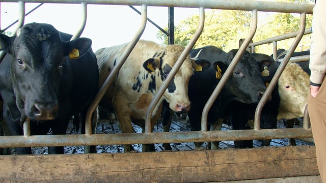 Finishing cattle: Factors other than forage and concentrates