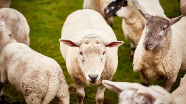 Focus: Adding value to a sheep enterprise with 'lamb ham'