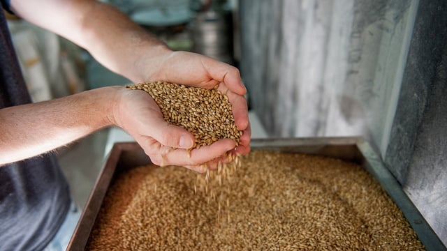 Farm org calls on Boortmalt for 'stronger' malting barley forward offer