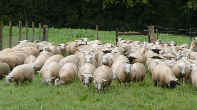 Showcase of New Zealand breed of 'elite maternal' sheep in Meath
